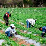 Campo a toda marcha..