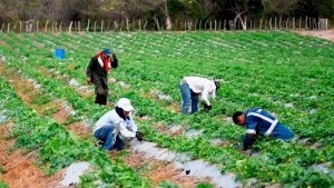 Campo a toda marcha..