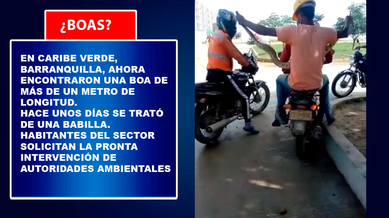 boa barranquilla