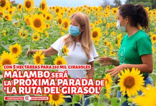 girasoles malambo
