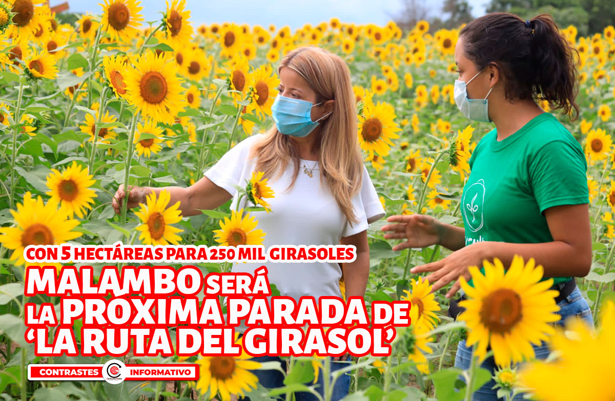girasoles malambo