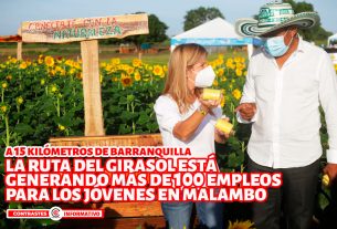 girasolesmalambo