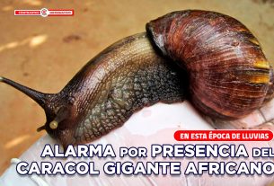 caracol gigante