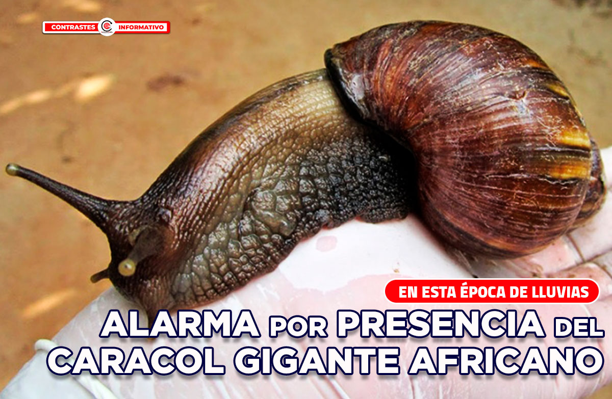caracol gigante