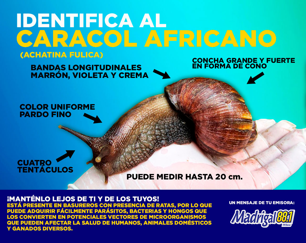 identifica caracol